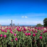 Spring tulips in bloom in Mount Royal Park with the Montreal skyline beyond