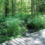 Wooden boardwalk through lush forest at Bois-de-l'Île-Bizard nature park