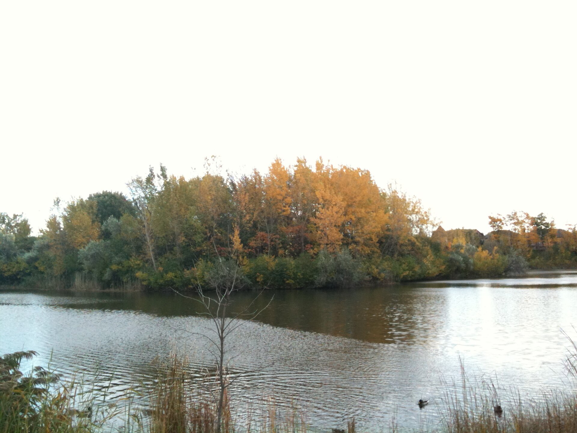 Dollard-des-Ormeaux