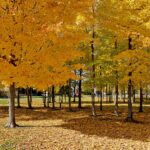 Maple trees in golden autumn colour at Holleuffer Park in Kirkland